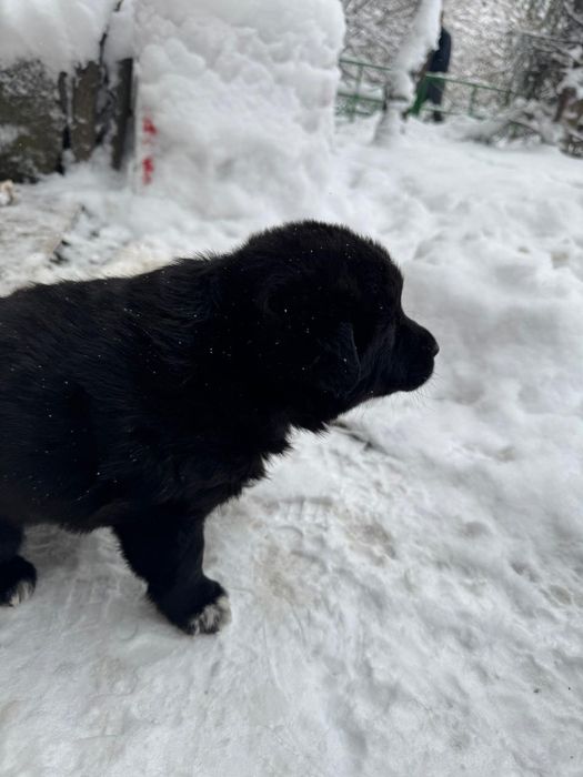 Отдам щенят в добрые руки