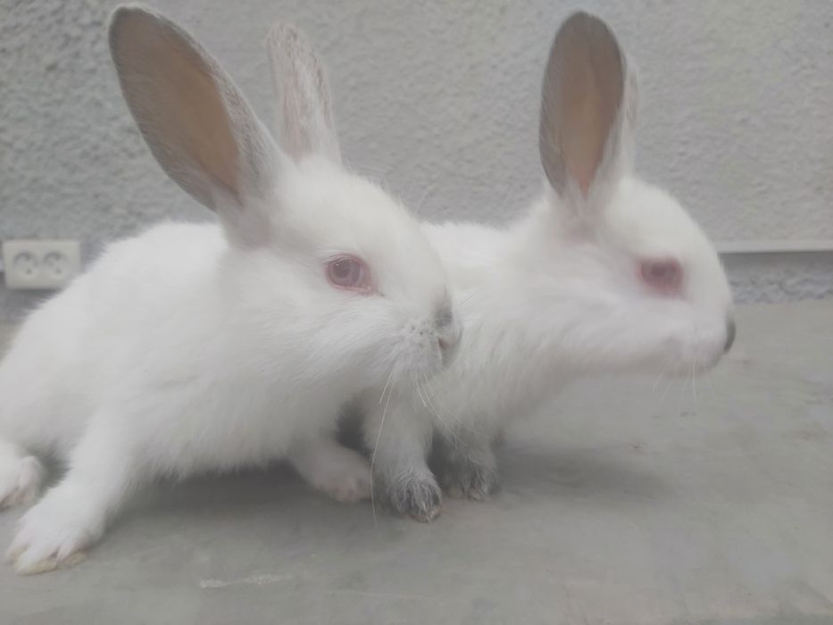 Продаются кролики крольчата куен болалари.