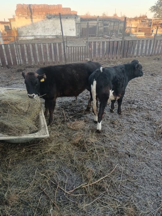 продам бычков/ продам коров