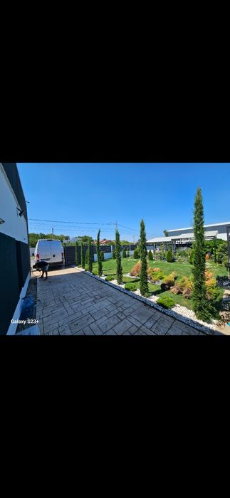 Vindem cupressus sempervirens calitate extra