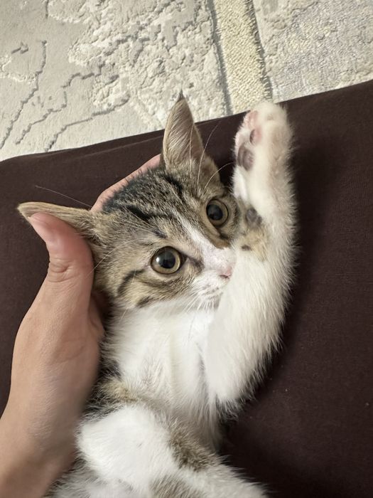 Кошки только в хорошие руки