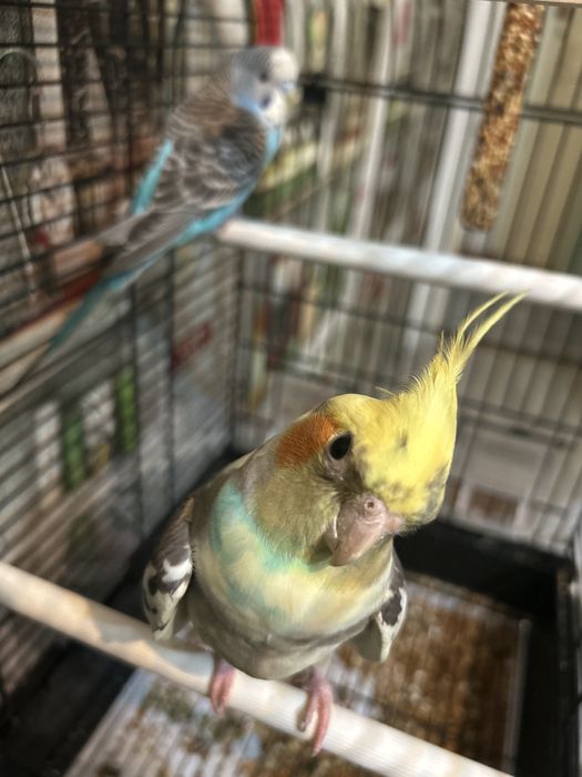 Продам Попугай Кореллу Мальчик