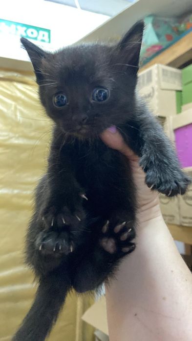 Котята бесплатно