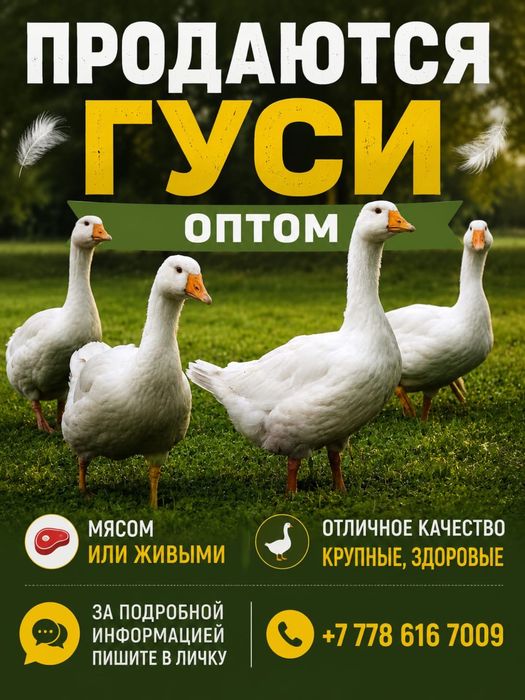 Продам свежее мясо гусей
