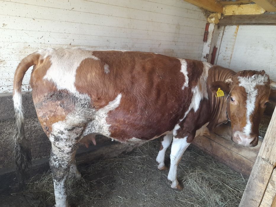 vaca baltata gestanta 7 luni