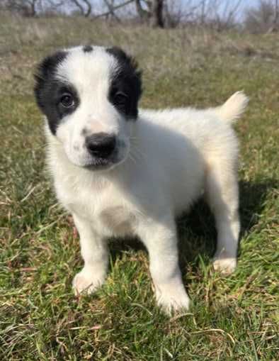 Алабай в хорошие руки