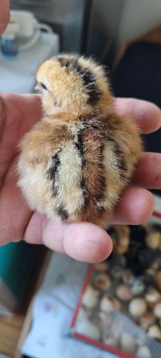 Pui de gaina diverse rase