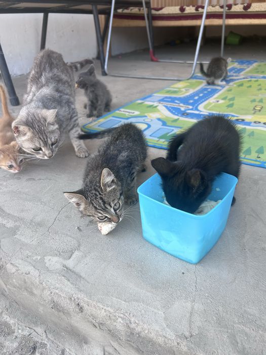 Отдам котят в хорошие руки