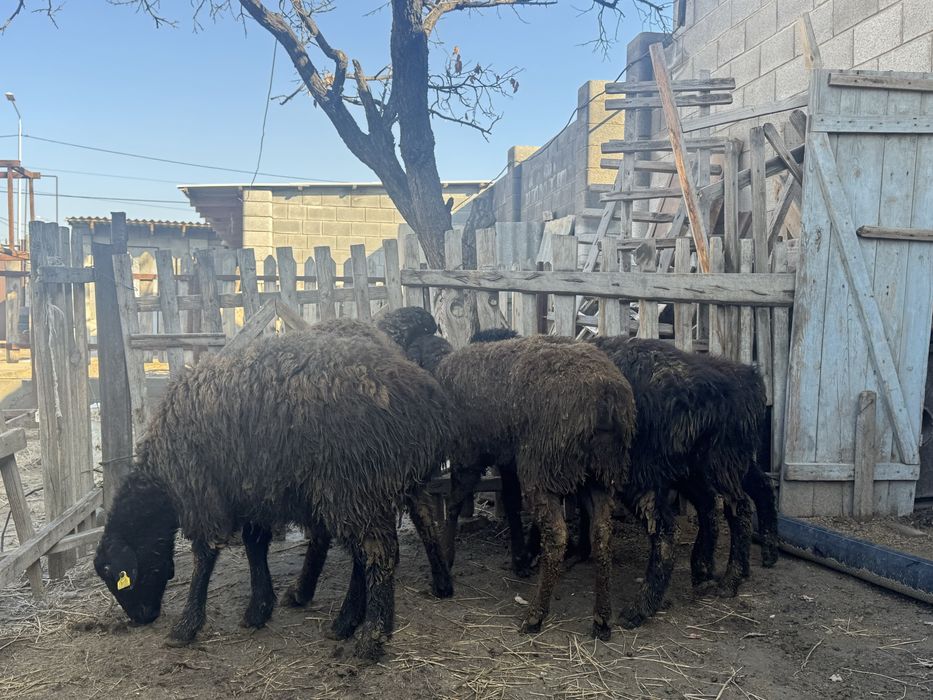 Ұрғашы токтылар сатылады.