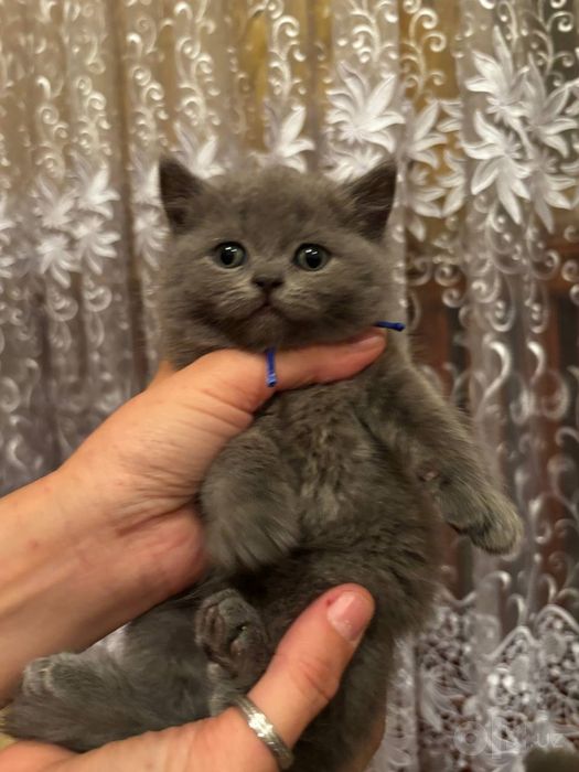 Продам семерых котят