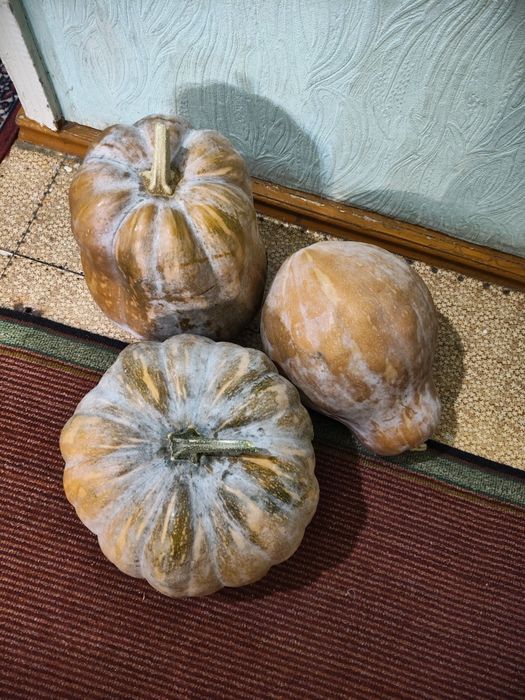Продам тыкву недорого