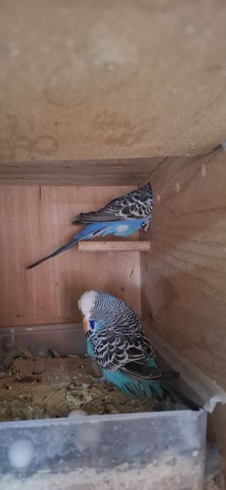 Perusi standard perchi formate