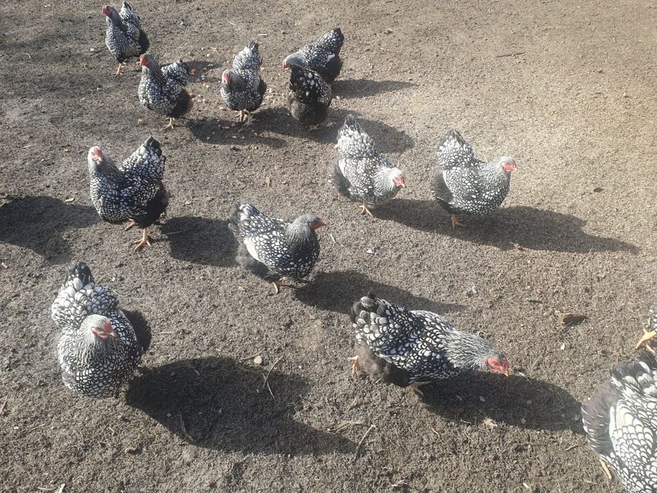 Ouă pt incubat  rasa Wyandotte