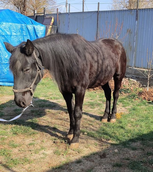 Продам Новоалтайскую кобылу