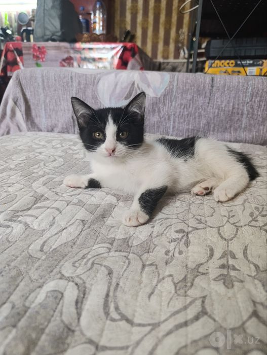 Отдаю даром котят
