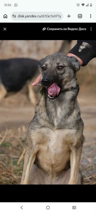 кОмпаНьеНы, сТорожа. ОхРаниКи