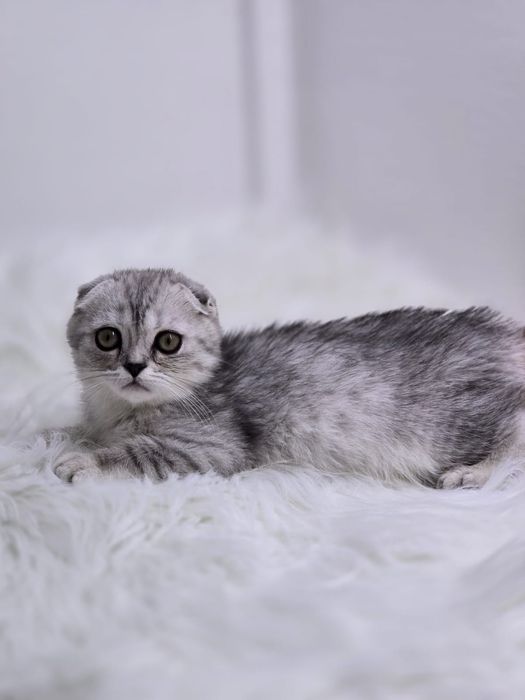 Котики ВиСлоуХие ШотЛандСкие. .