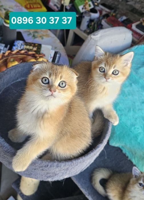 Британски котенца