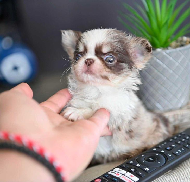 Женско миниатюрно дългокосместо шоколадово мерле