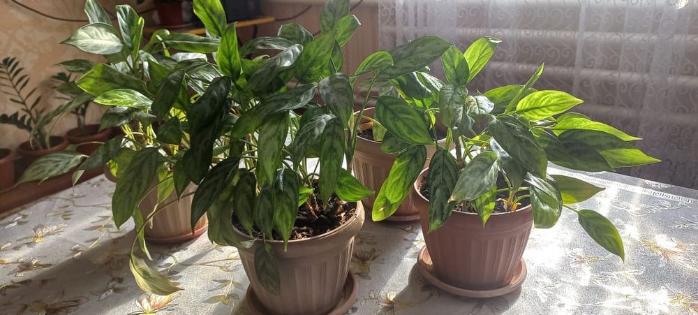 Комнатные растения