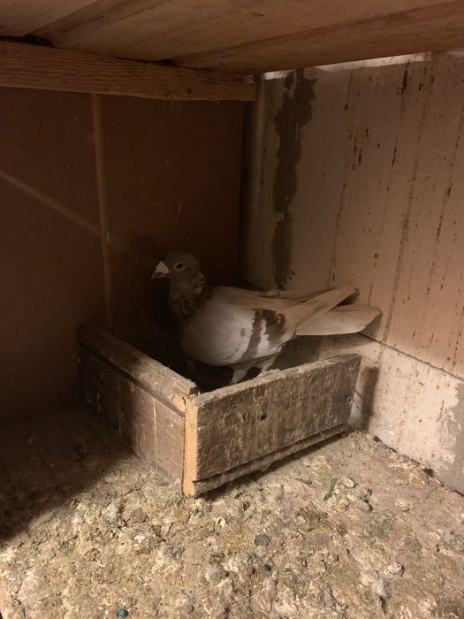 Vand porumbei voiajori si ceas spedy ii vand din lipsa de timp