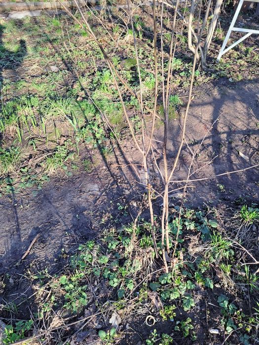 Продам саженцы вишни