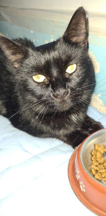 Se dau in adopție un pui de pisica superba panteruta neagră  Cynthia