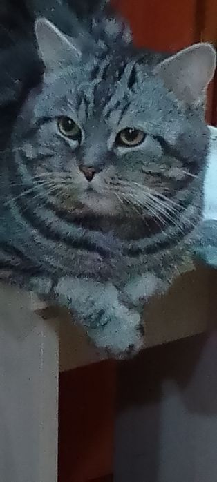 Шотландец  Скотиш Страйт  вязка