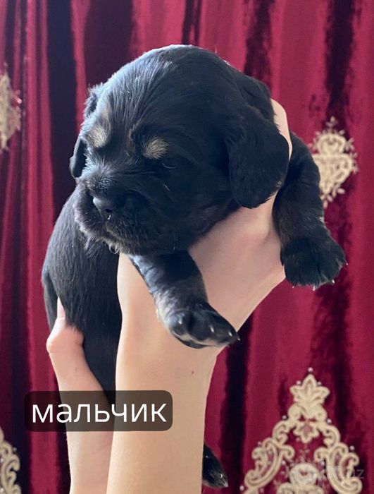Продаются Американские Кокер-Спаниель
