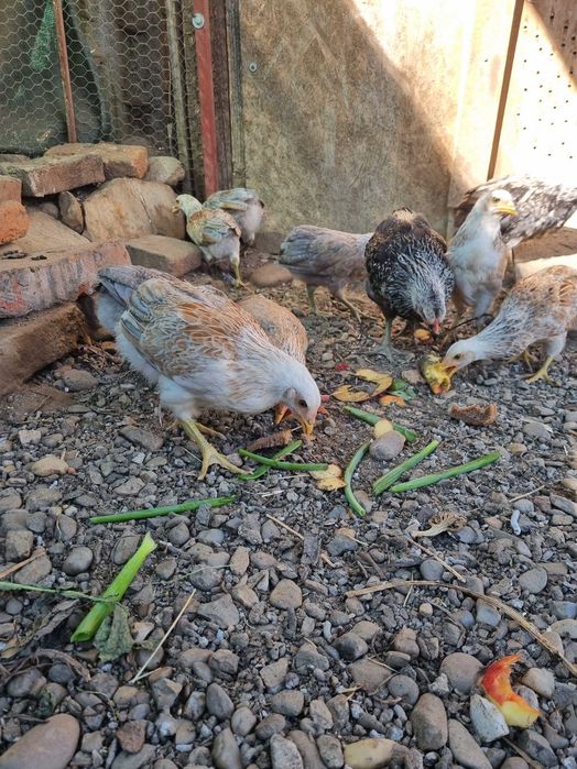 Puicute Araucana de vanzare
