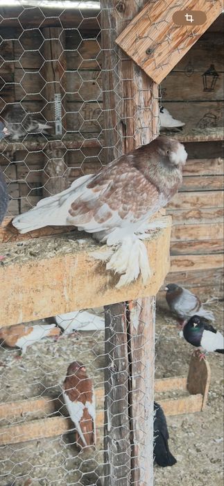 Vand jucatori de botosanii pretul e de 100 ron pe bucata