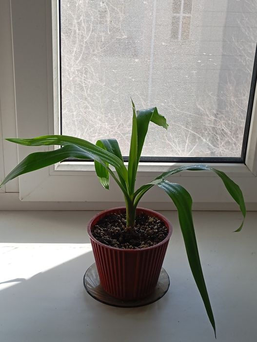 Комнатные растения.