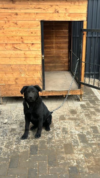 Отдам лабрадора (6 месяцев) в добрые руки