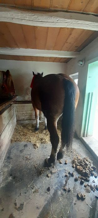 Vand manza invatata la ham