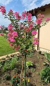 Liliac indian SUPERB