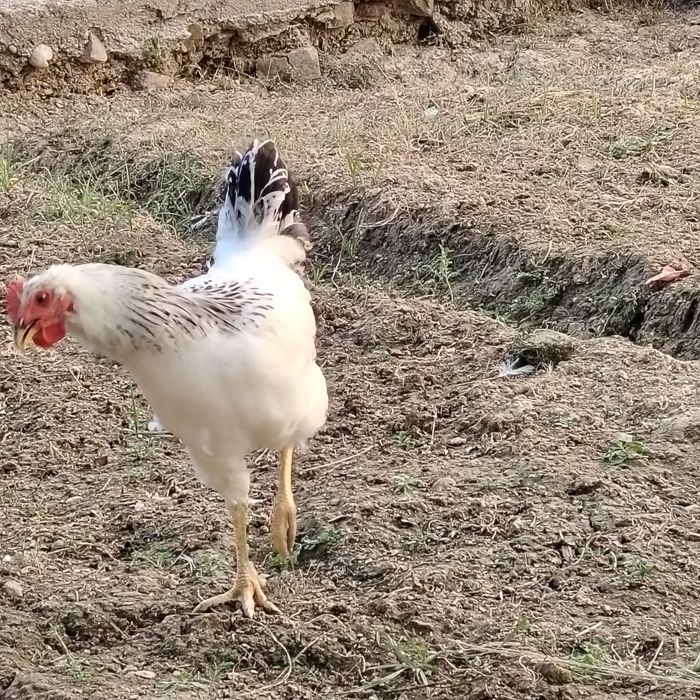 Adler xo'rozlari