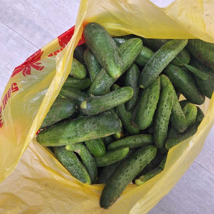 Продам свежие огурцы