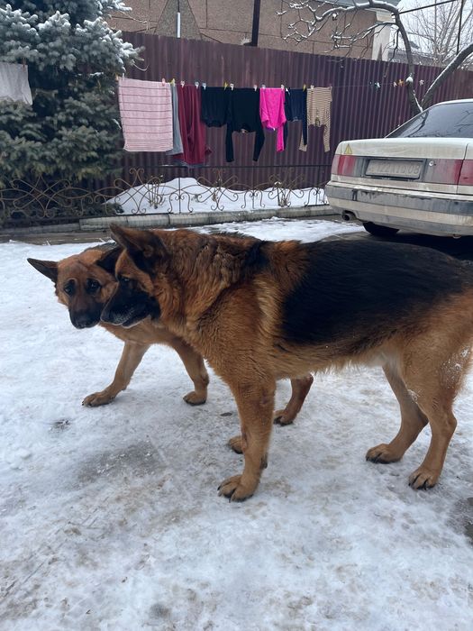 Авчарка кабель для случки.