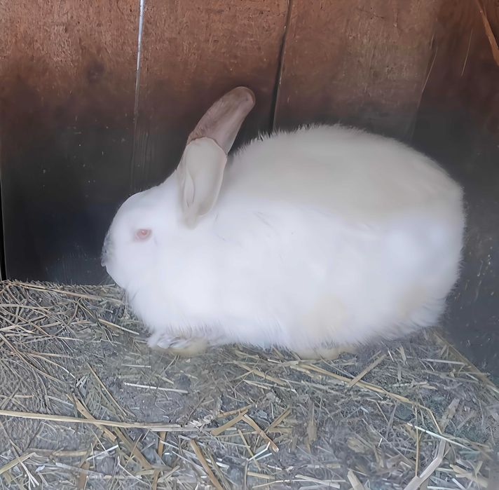 Vând iepuri de rasă mixtă