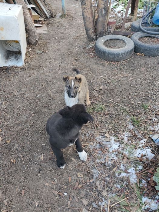 Отдадим щенят мальчики в добрые руки