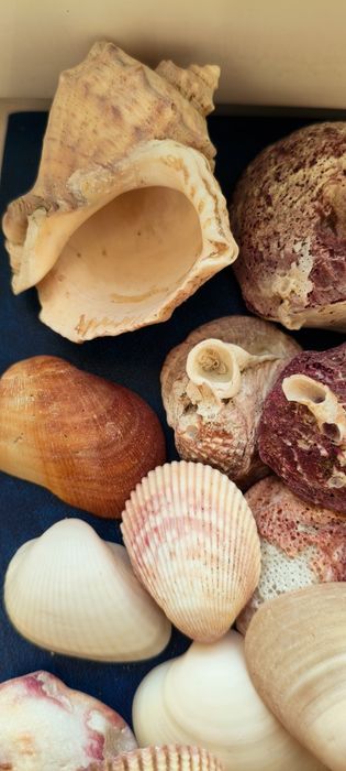 Ракушки и береговые палочки
