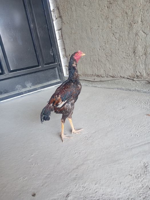 Куланги тоза зотли