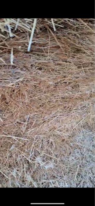 Сабан таза.12телешка