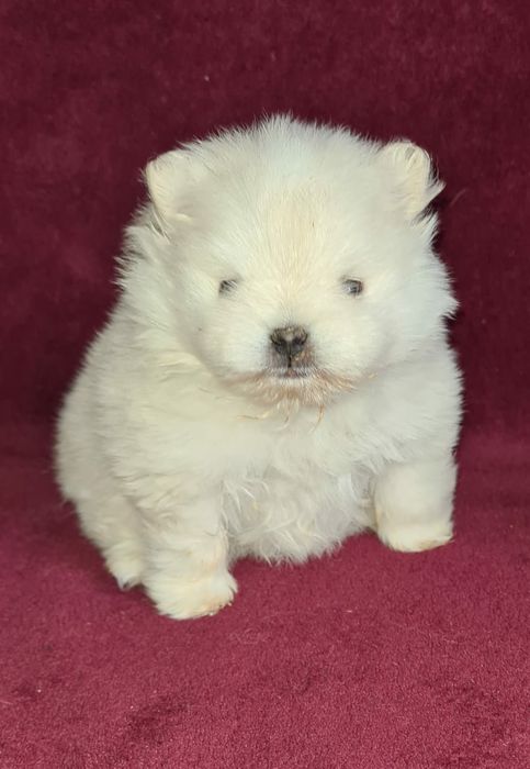 Продам шикарных щенков померашек