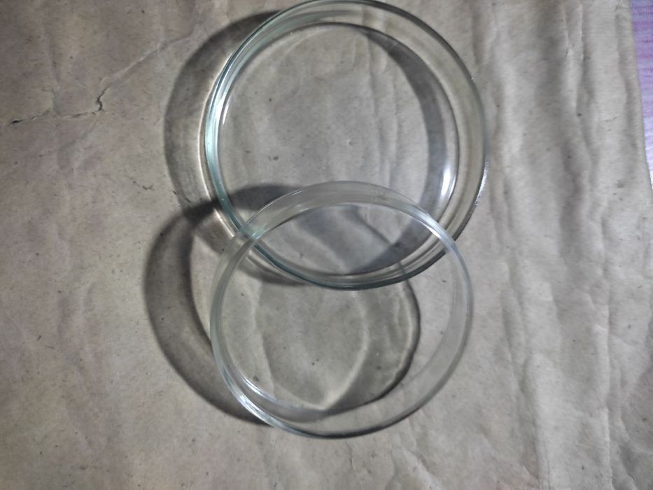 Chashka petri. Чашка петри.