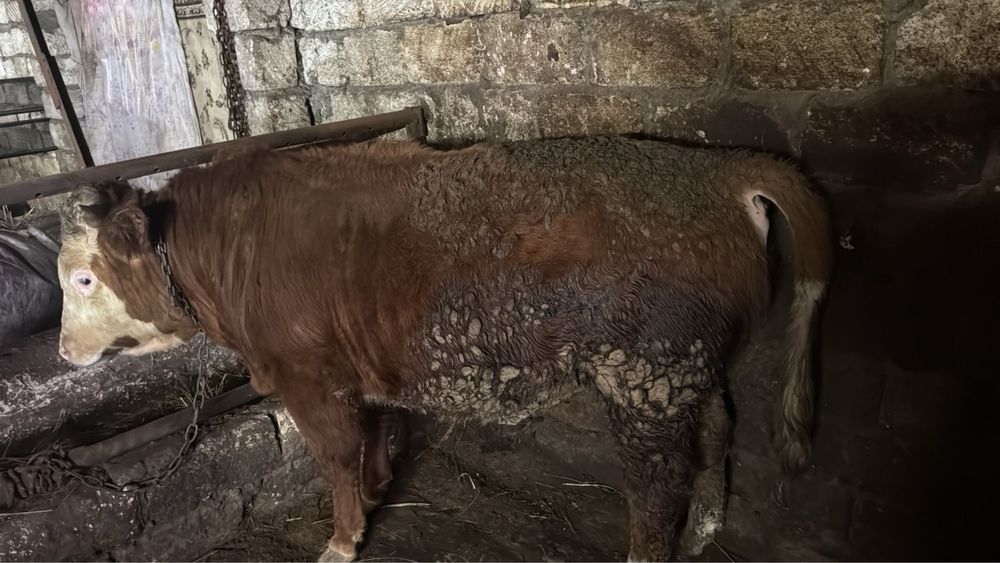 Продам бычка  500000 тенге БЫЧОК