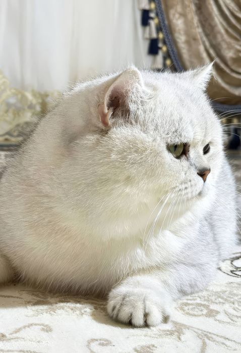 Vyaskas. Britanski shinshila