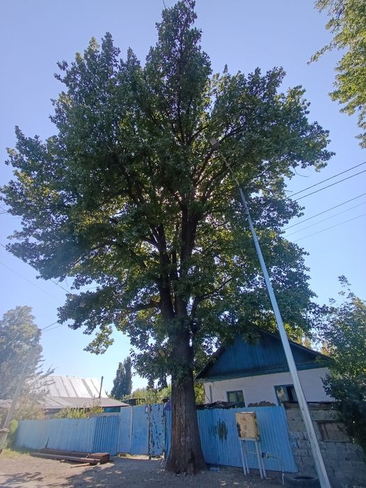 Срочно продам дуб