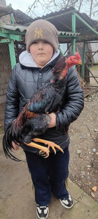 Корея жужа сотилади