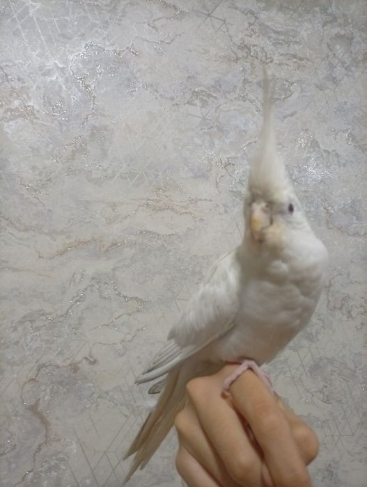 Продается Ручной Корела